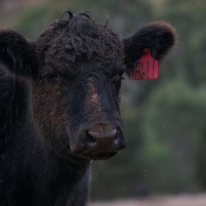 BLACK ANGUS FOR SALE.jpg