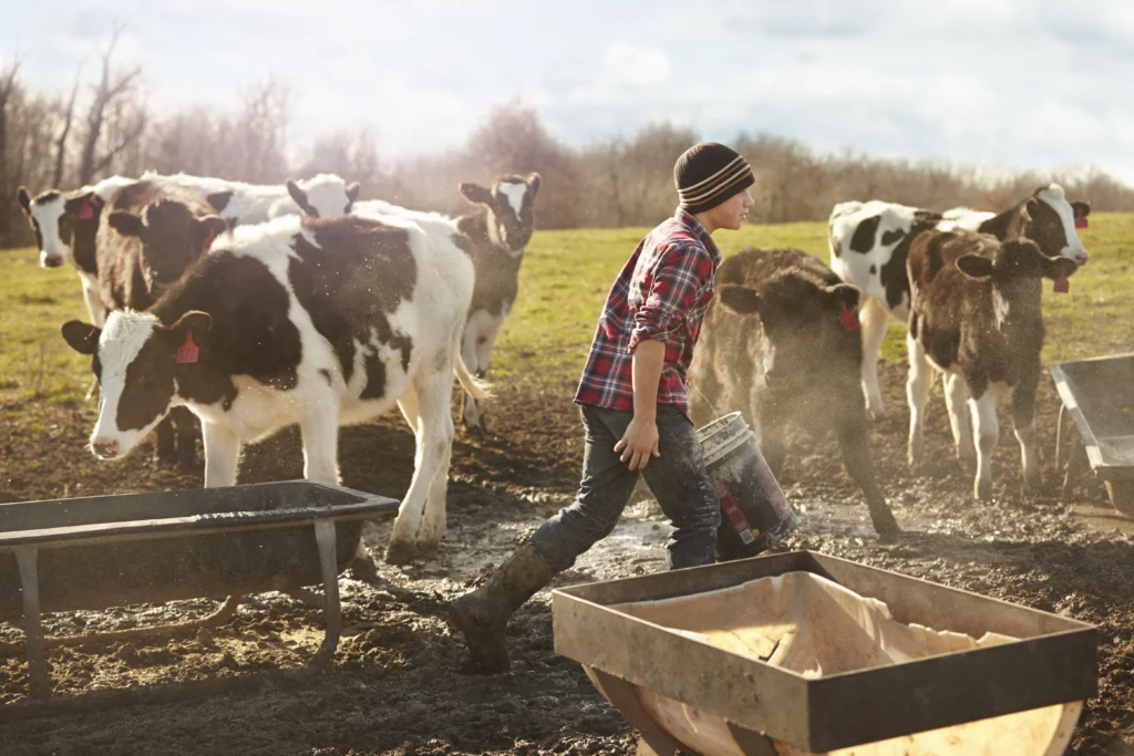 A Comprehensive Guide for New Cattlemen