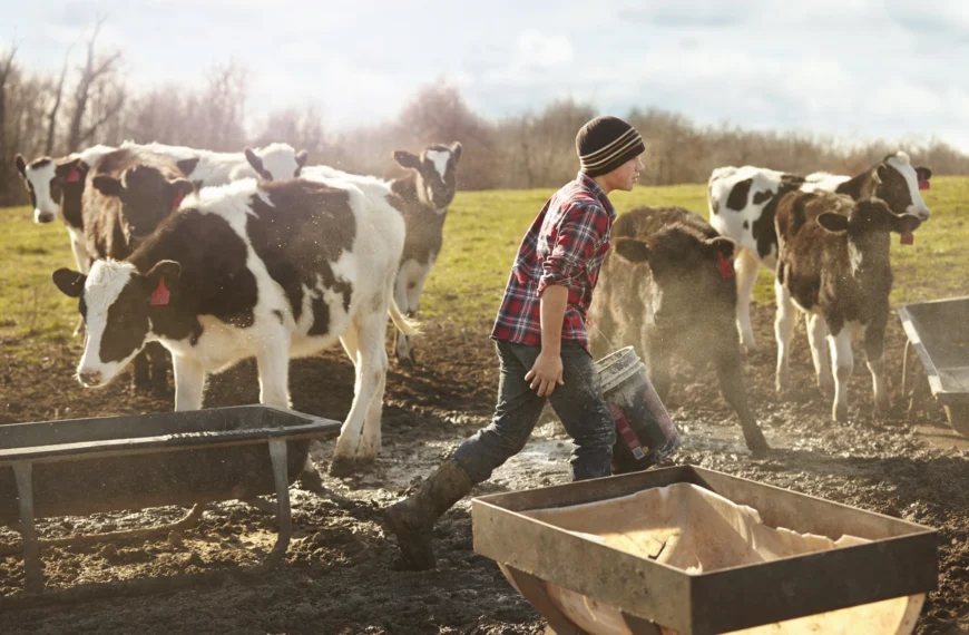 A Comprehensive Guide for New Cattlemen