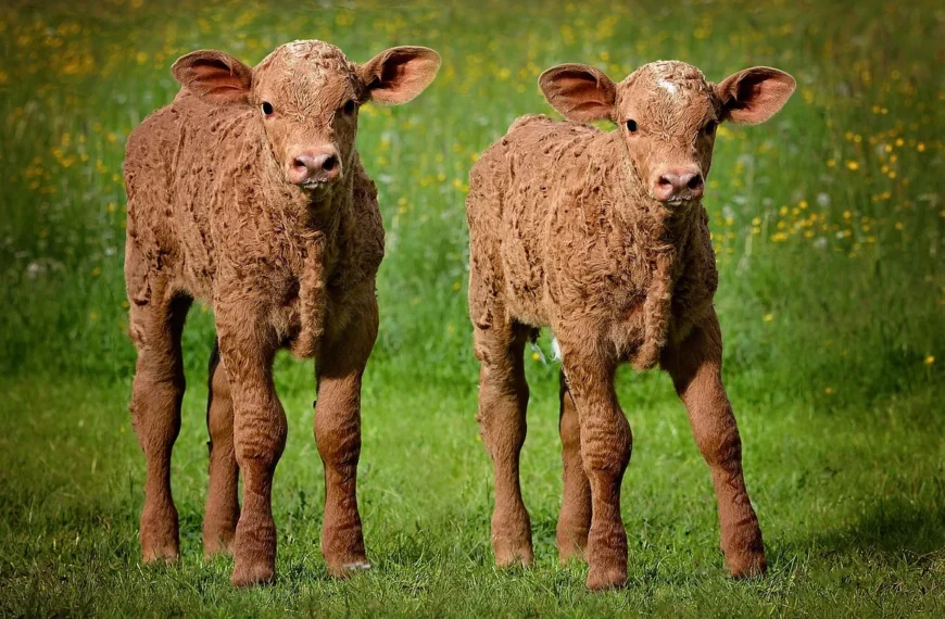 wean calves